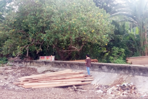 Bupati Buton Utara Diminta Tegas Sikapi Illegal Logging