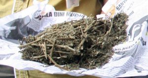 Cara Selundupkan Ganja, Masukan dalam Tumpukan Sayur, Dikirim Pakai Kontainer