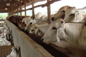 Pemkot Makassar dan Polisi Didesak Berantas Daging Celeng Jelang Iduladha
