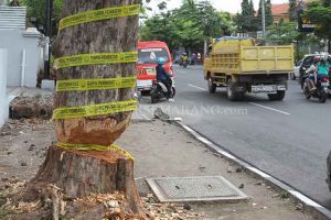 Tebang Pohon-pohon Berusia Ratusan Tahun, Pemkot Diprotes
