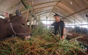 Ini Cara Mudah Memilih Hewan Kurban yang Sesuai Kaidah
