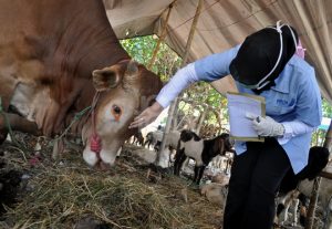 Jelang Hari Kurban, Pemkot Awasi Hewan Berpenyakit di Semua Titik