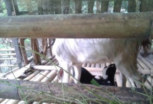 Kambing-kambing Ajaib, Belum Disentuh Pejantan Sudah Melahirkan