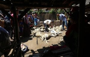 Aneh! 56 Ekor Kambing Mati Misterius
