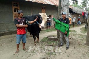 Bos Batu Bara Tawar Rp 50 Juta, Sapi Kurban Presiden Dilepas Rp 60 Juta