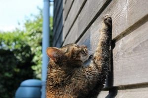 Lho, Kucing-kucing Disini Tiba-tiba Hilang Misterius