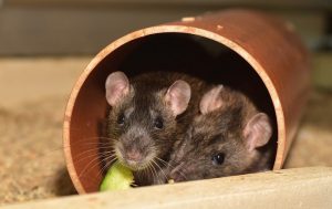 Ngeri! Gadis Prancis Jadi Santapan Belasan Tikus