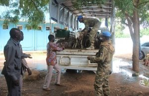 Iduladha, TNI Sumbang 40 Hewan Kurban di Sudan