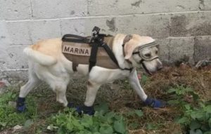 Aksi Heroik Si Anjing Cantik, Selamatkan 52 Nyawa dalam Gempa Meksiko