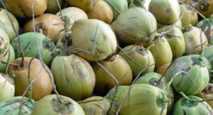 Masa Depan Kelapa Nasional Sangat Menjanjikan
