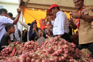 Jadi Daerah Penghasil Bawang Merah Nasional, Petani Enrekang Diminta Memakai Bibit Berkualitas