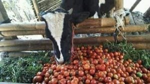 Harga Tomat Anjlok, Petani Jadikan Tomat Makanan Sapi