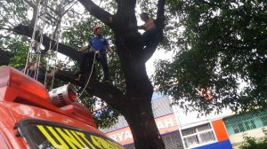 Bikin Panik Warga, Pria Depresi Hendak Bunuh Diri dari Atas Pohon