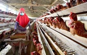 Produk Peternakan Indonesia Siap Jajal Pasar ASEAN