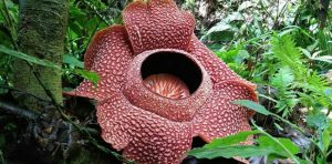 Rafflesia Arnoldii Perlu Diselamatkan