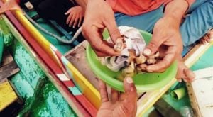Hii.. Pencarian Amat Nihil, yang Ketemu Cuma Jari Manusia