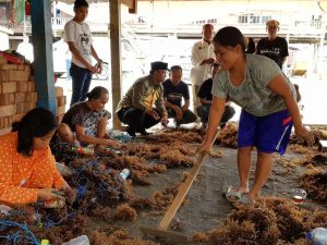 Di Sanjoangin, Petani Rumput Laut Doakan BARAKKA Pimpin Wajo