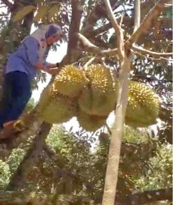Panjat Pohon Durian, Netizen Puji Keberanian Bupati Cantik