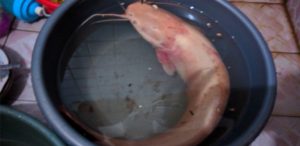 Banjir Bandang, Ikan Lele Warna Pink Muncul, Warga Heboh…