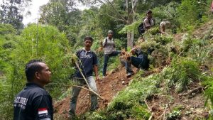 TNI Musnahkan Dua Hektare Ladang Ganja, Dua Warga Kabur