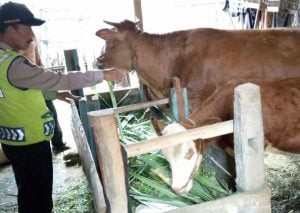 Sopir Diciduk Polisi Gara-gara Sapi Bunting