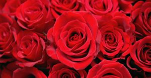 Salah Kaprah! Sebenarnya Hari Valentine Dirayakan Tanggal 3 Mei, Bukan 14 Februari
