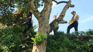 Mayat Tergantung di Pohon, Kondisinya Sudah Membusuk