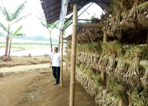 Mentan Amran Hadiri Panen Raya Bawang Putih di Banyuwangi