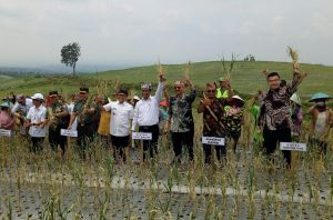 Panen Bawang Putih di Banyuwangi, Menteri Amran Target Swasembada 2021
