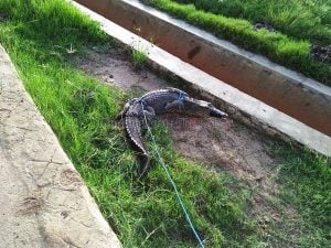 Teror Buaya, Petugas Minta Warga Waspada