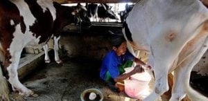 Peternak Minta Perpres Peredaran Susu Segar