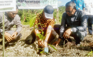 Tiga Desa di Majene Rawan Pangan