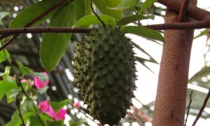 3 Manfaat Rebusan Daun Sirsak bagi Kesehatan
