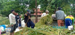 Banjir di Wajo Paksa Petani Panen Mendadak