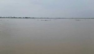 Dampak Banjir, Ratusan Hektare Padi Terendam di Wajo