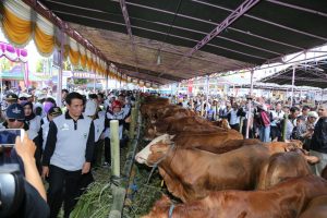 Sapi Magetan Bikin Bangga, Mentan: Andai ada 3 Provinsi Seperti Ini, Persapian Indonesia Aman!