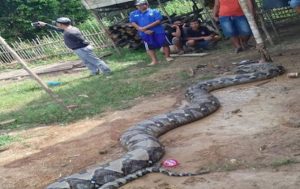 Ular Raksasa Seberat 250 Kilo Gegerkan Warga Sumsel