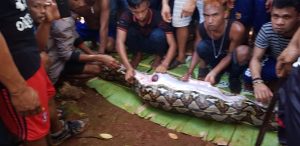 Piton Raksasa Kembali Mangsa Manusia, Kali Ini di Muna