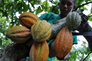 Disbun Sulsel Pacu Produksi Kakao, Ini yang Dilakukan