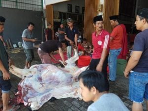 PDIP Sulsel Kurban 77 Ekor Sapi dan 4 Kambing