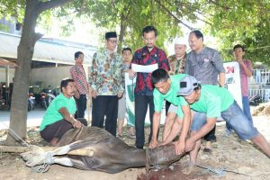 Hari Tasyrik, Kemenag Sulsel Sembelih 15 Ekor Sapi