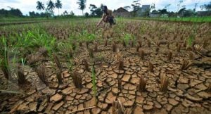 Panas Terik Bikin Puluhan Petani Menganggur