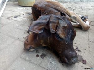 Kelahiran Sapi Berkepala Dua Gegerkan Warga Makassar
