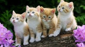 Kematian 21 Kucing di Jakarta Utara
