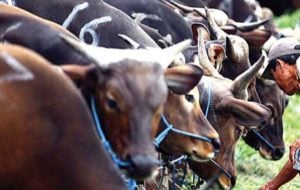 Jelang Iduladha, Harga Sapi Terus Naik