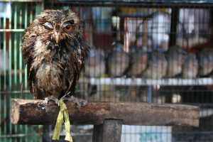 Penghobi Burung Hati-hati, Sekarang Tambah Lagi Jenis yang Dilindungi