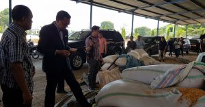 Usai ke Korea Selatan, Sulsel Ekspor 75 Ton Bonggol Jagung ke Jepang