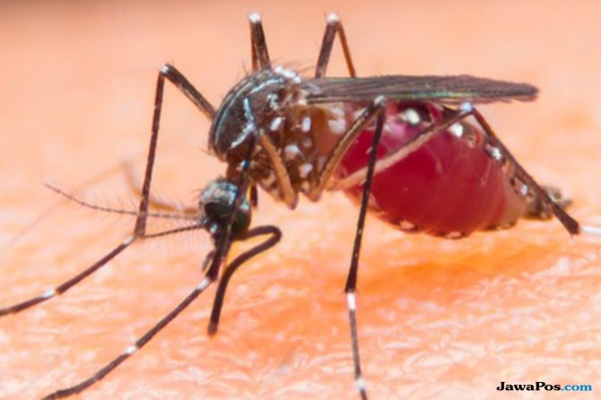 Kenali Gejala Awal Dan 7 Level Stadium Penyakit Kaki Gajah Fajar