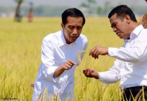 Kabinet Jokowi, Empat Menteri Ini Dipastikan Bertahan, Salah Satunya Amran Sulaiman