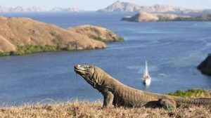Tarif Rp3,75 Juta Masuk TN Komodo Berlaku Awal 2023, Wisatawan Harus Daftar di INISA